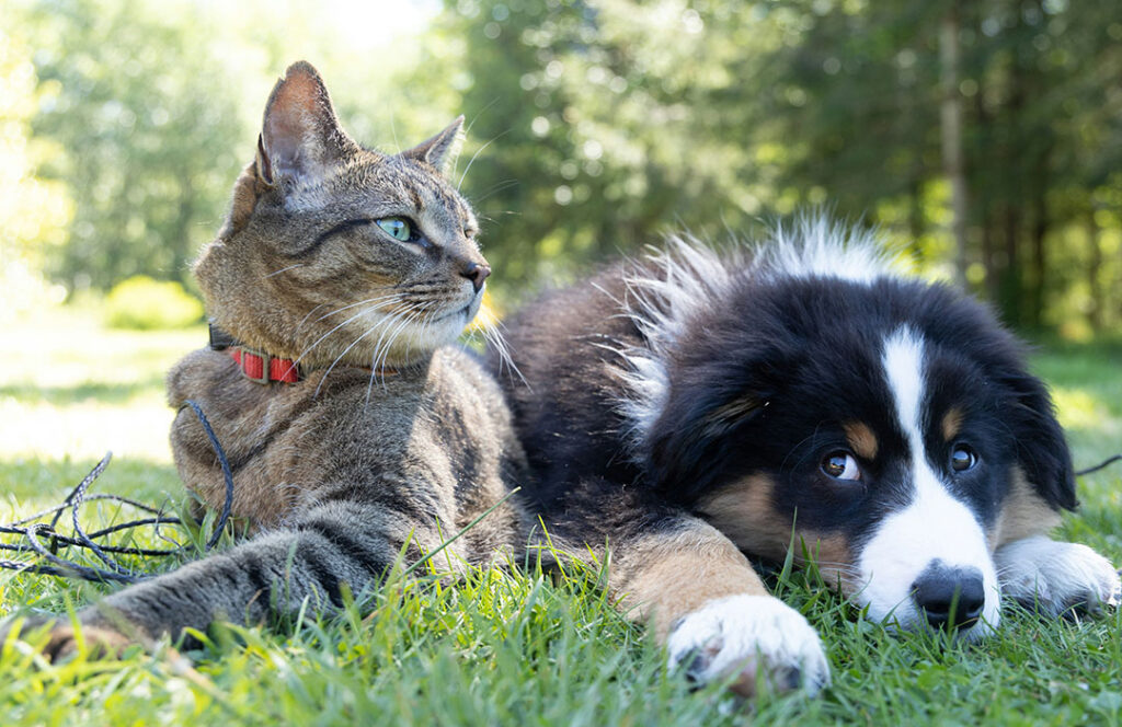 En katt och en hund som ligger bredvid varandra på en gräsmatta. Foto: Andrew S